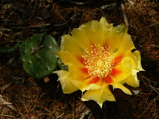 {Opuntia cespitosa}